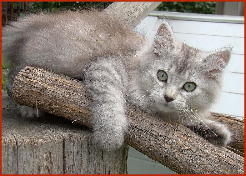 Sibirischer Kater Puma von den Schwarzwaldtigern
