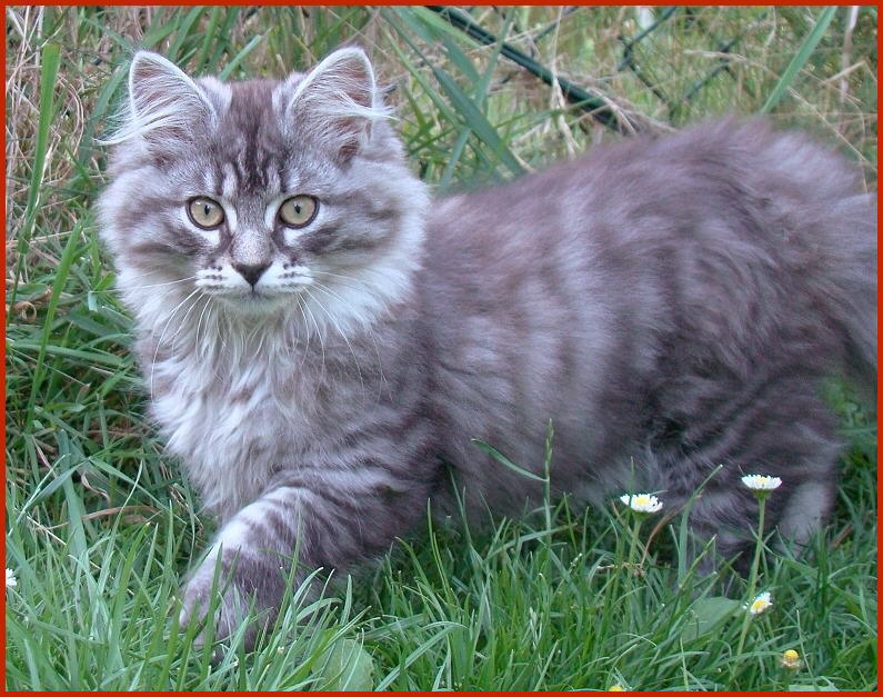 Sibirischer Kater Puschkin von den Schwarzwaldtigern