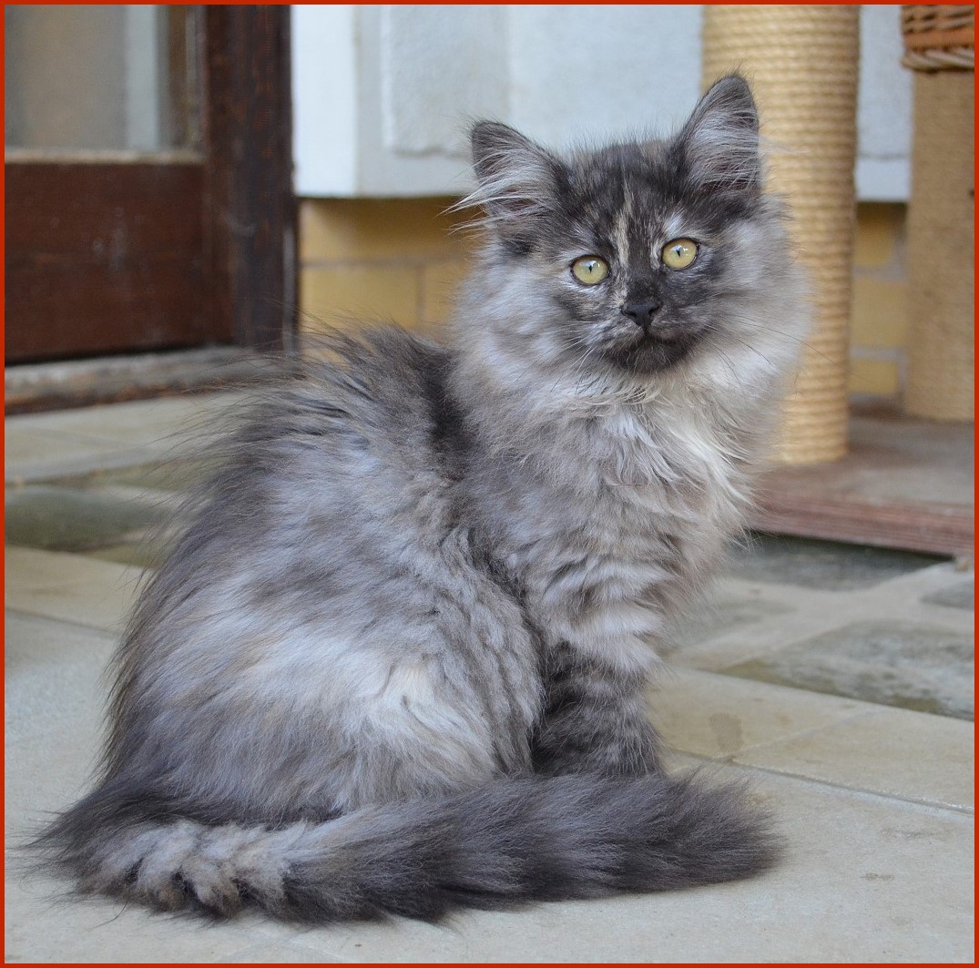 Sibirische Katze Que Sera von den Schwarzwaldtigern