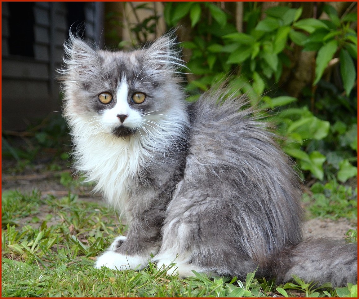 Sibirische Katze Quitura von den Schwarzwaldtigern