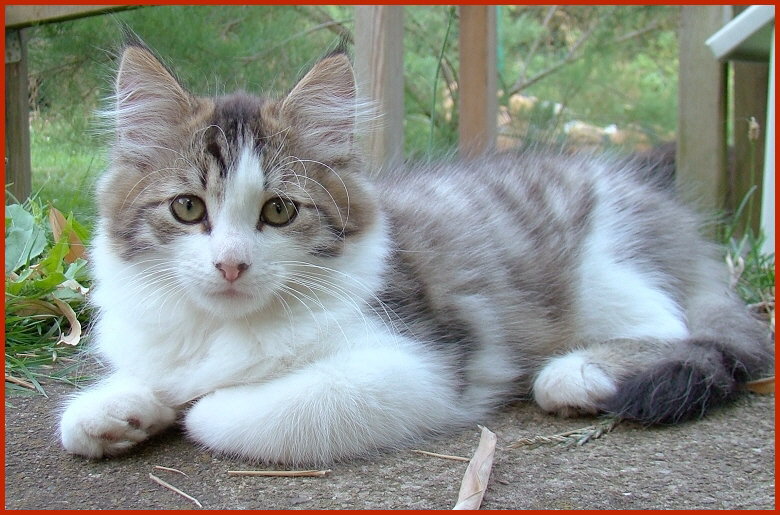 Sibirischer Kater Quax Sibirischer Kater Quax von den Schwarzwaldtigern