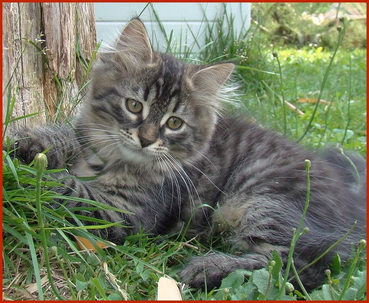 Sibirischer Kater Quendel Sibirischer Kater Quendel von den Schwarzwaldtigern