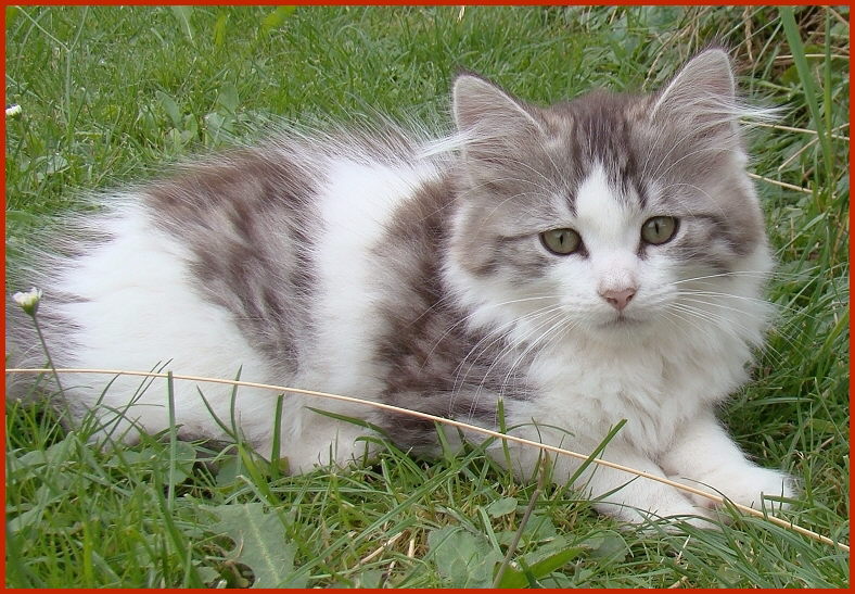 Sibirischer Kater Quipu Sibirischer Kater Quipu von den Schwarzwaldtigern