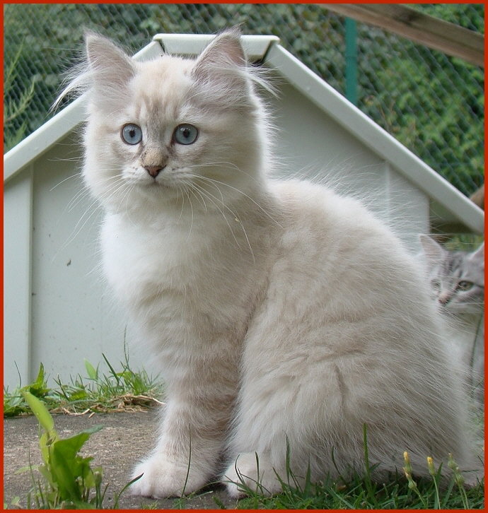 Sibirische Katze Rapunzel von den Schwarzwaldtigern