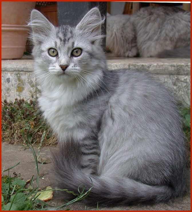 Sibirische Katze Rea von den Schwarzwaldtigern