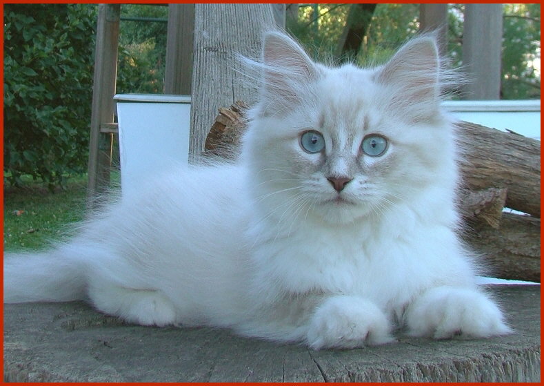 Sibirische Katze Rhapsodie von den Schwarzwaldtigern