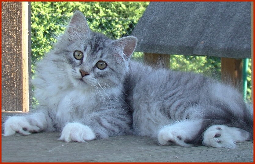 Sibirischer Kater Rudolf von den Schwarzwaldtigern