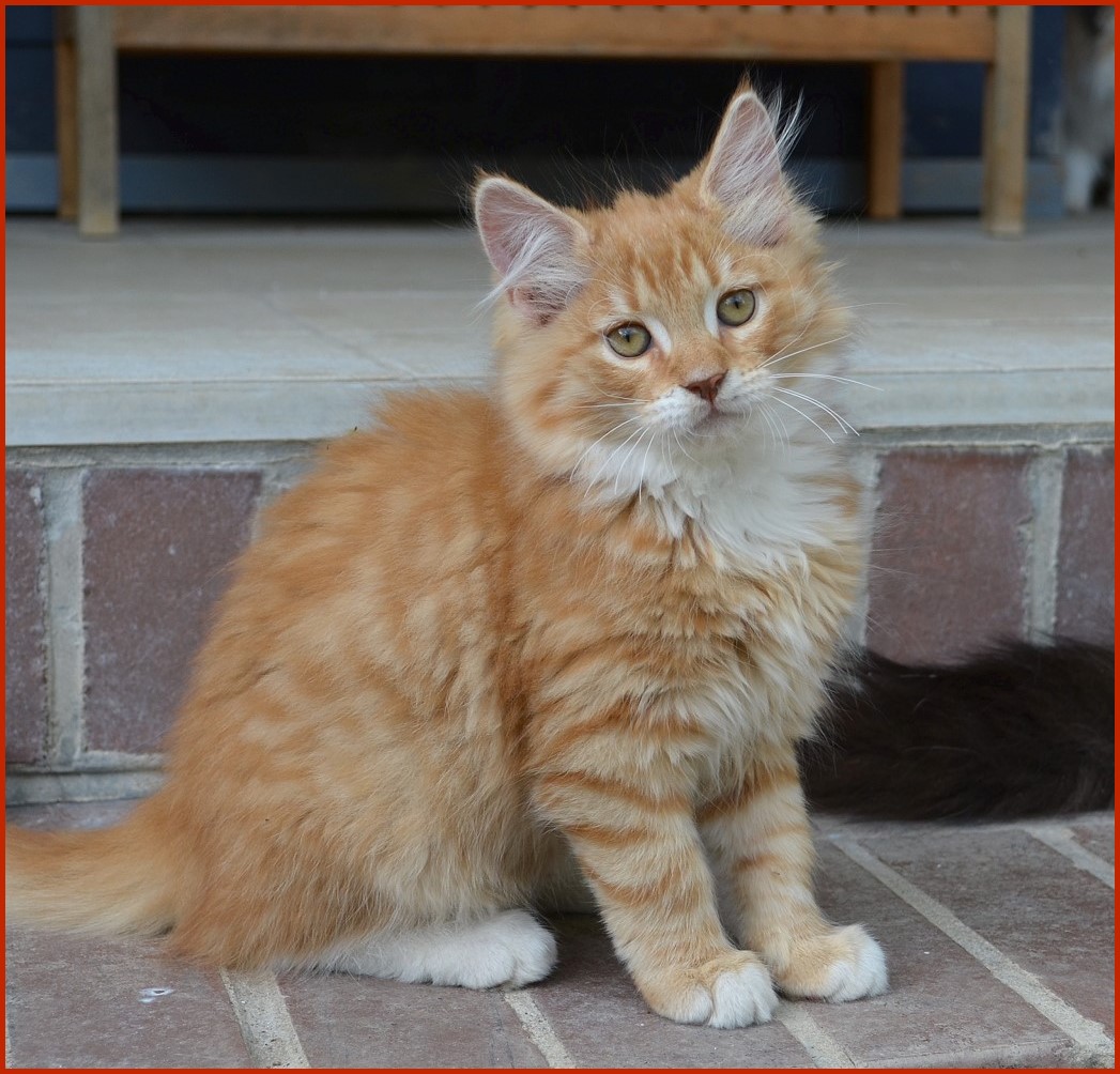Sibirischer Kater Shir Khan von den Schwarzwaldtigern