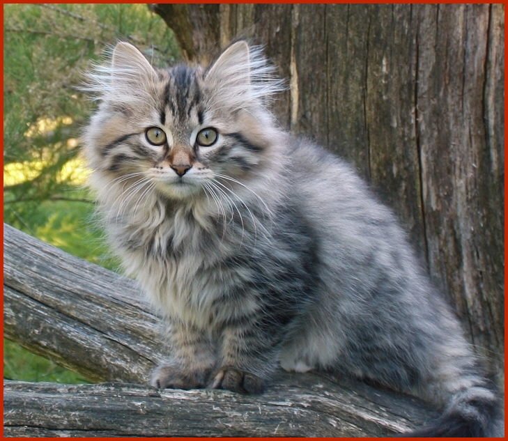 Sibirischer Kater Scharik von den Schwarzwaldtigern