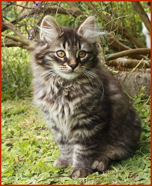 Sibirischer Kater Serjoscha von den Schwarzwaldtigern