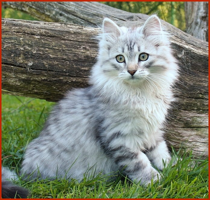 Sibirischer Kater Shalimar von den Schwarzwaldtigern