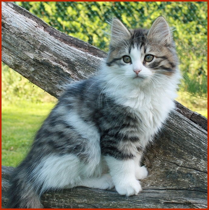 Sibirischer Kater Skamander von den Schwarzwaldtigern