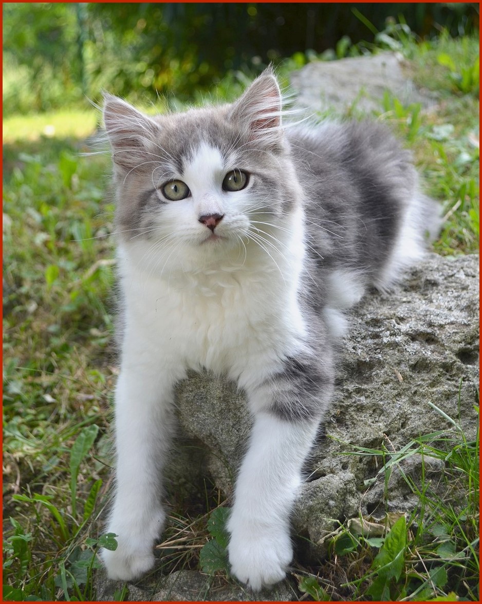 Sibirischer Kater Timofej von den Schwarzwaldtigern