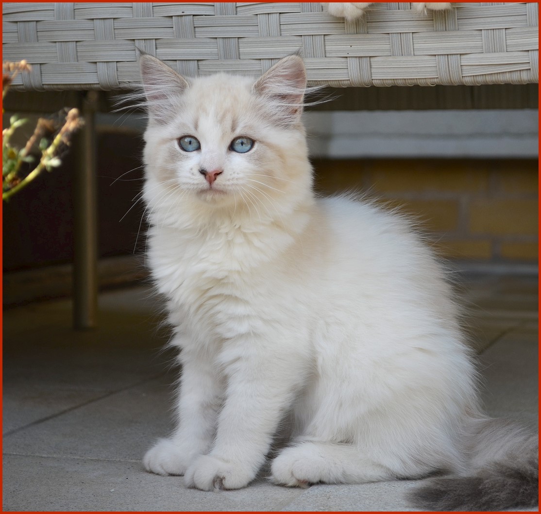 Sibirische Katze Tosja von den Schwarzwaldtigern