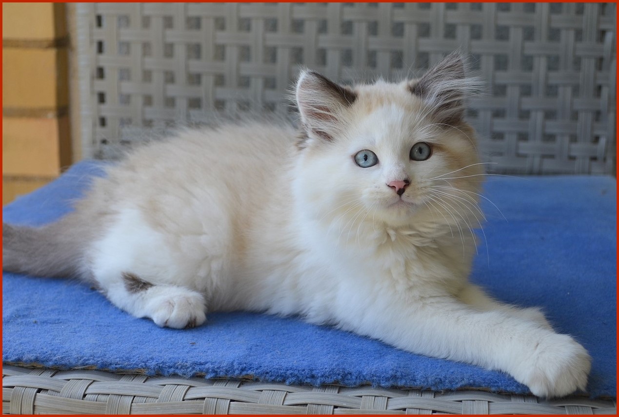 Sibirischer Kater Trajan von den Schwarzwaldtigern