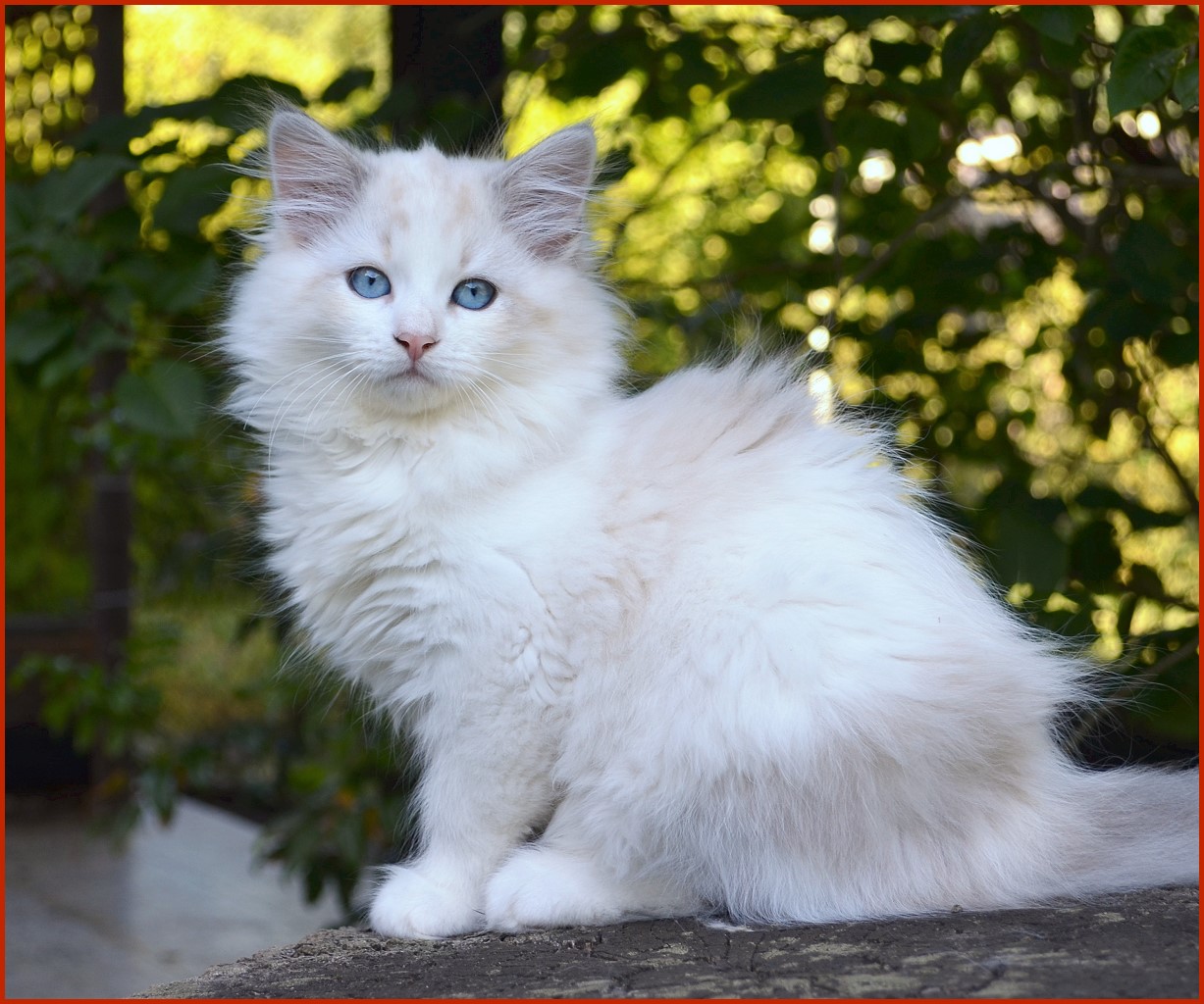 Sibirische Katze Trinity von den Schwarzwaldtigern