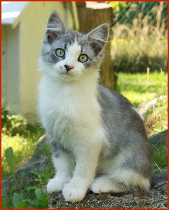 Sibirische Katze Tasjenka von den Schwarzwaldtigern