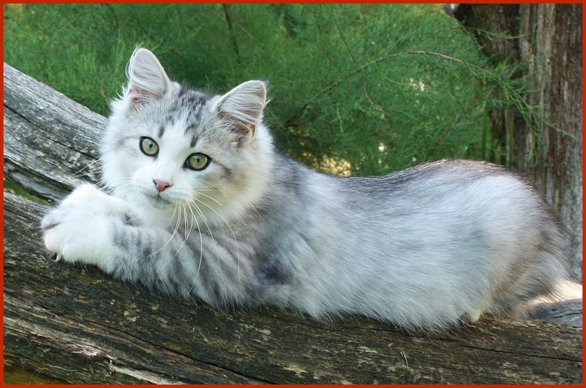 Sibirischer Kater Timur von den Schwarzwaldtigern