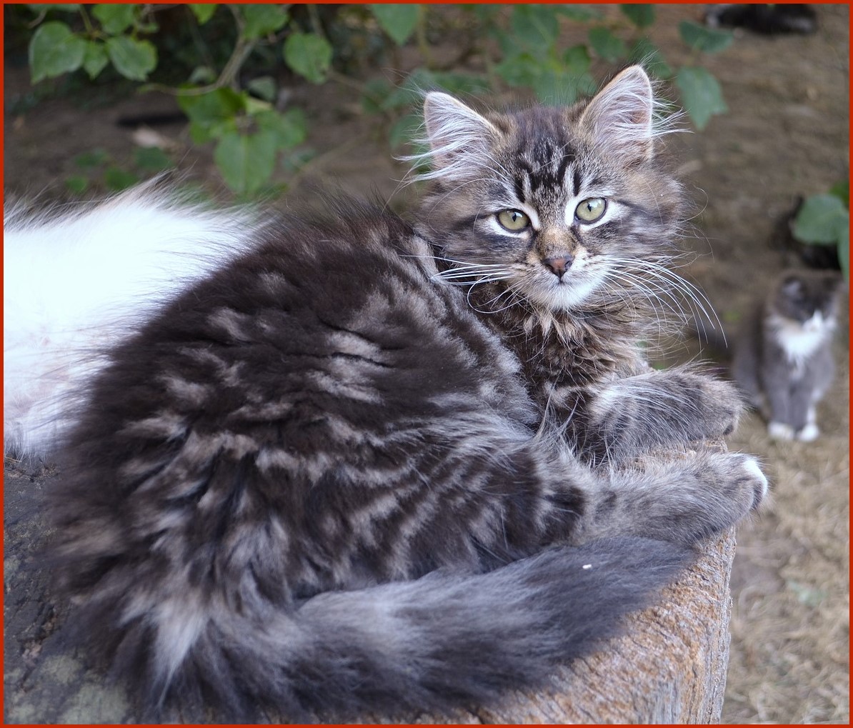 Sibirische Katze Uliana von den Schwarzwaldtigern