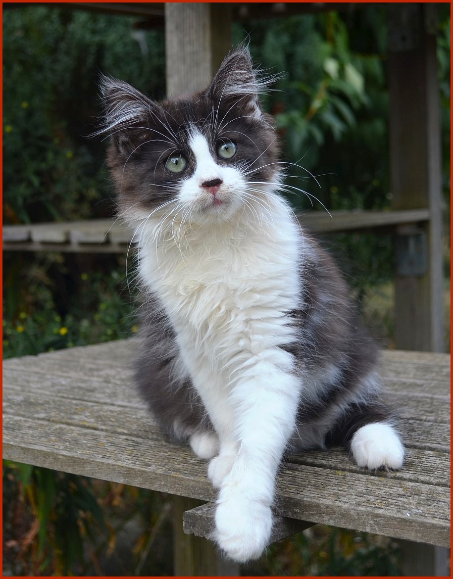 Sibirische Katze Uschi von den Schwarzwaldtigern