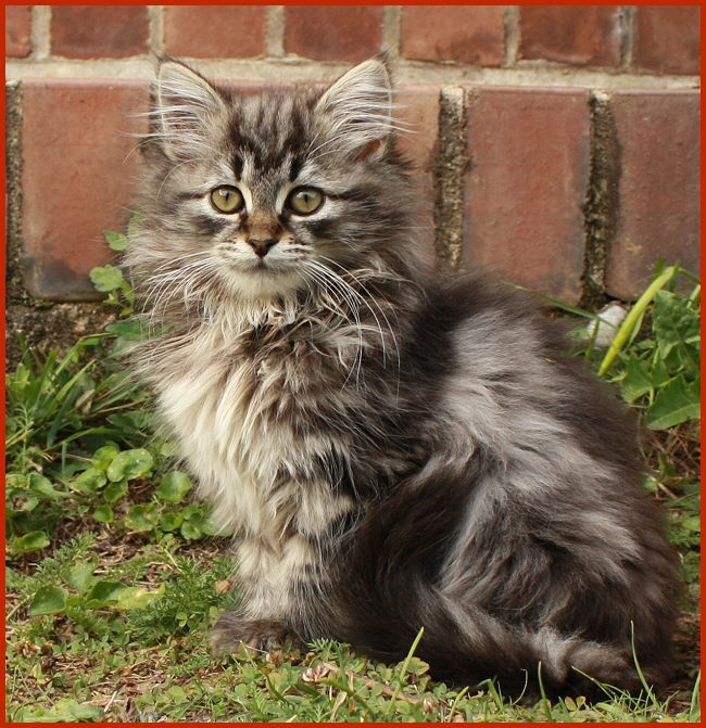 Sibirische Katze Unica von den Schwarzwaldtigern