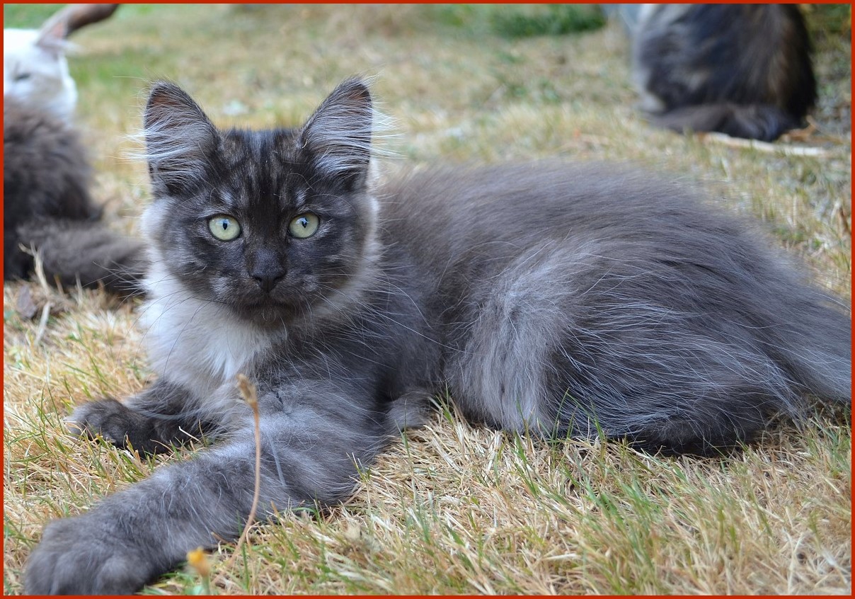 Sibirischer Kater Valentin von den Schwarzwaldtigern
