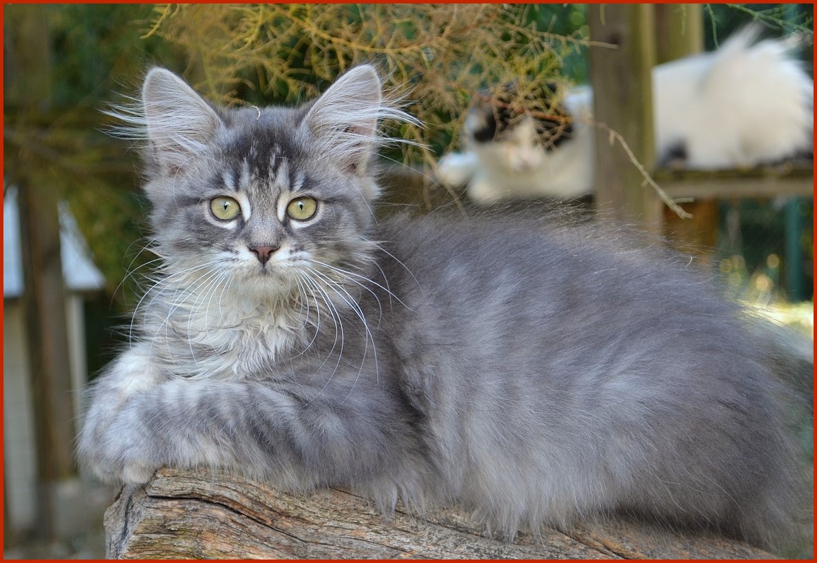 Sibirische Katze Valeska von den Schwarzwaldtigern