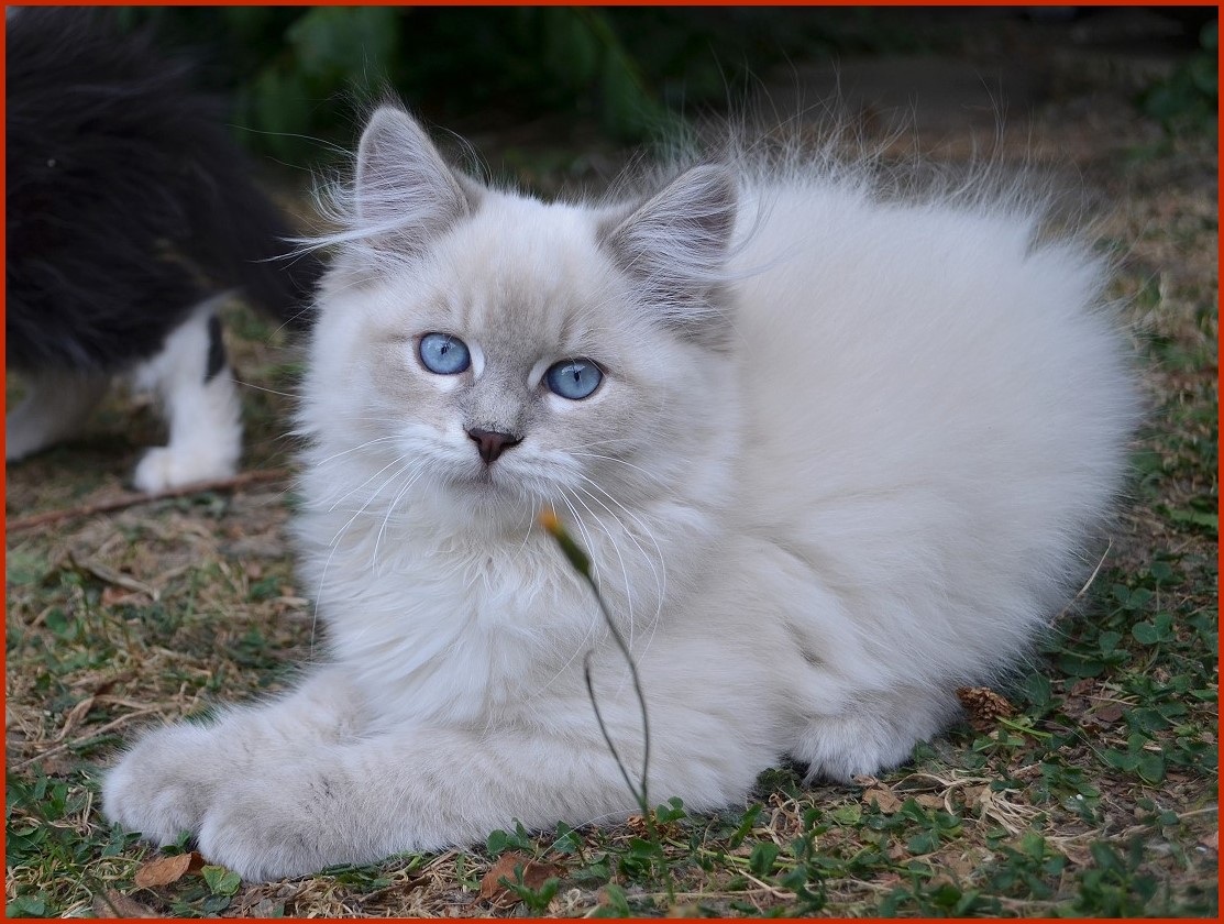 Sibirische Katze Varinka von den Schwarzwaldtigern