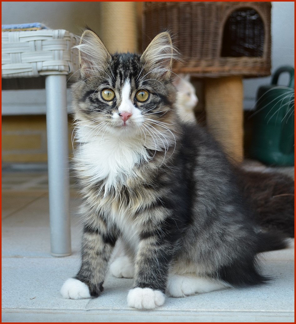 Sibirische Katze Vesta von den Schwarzwaldtigern