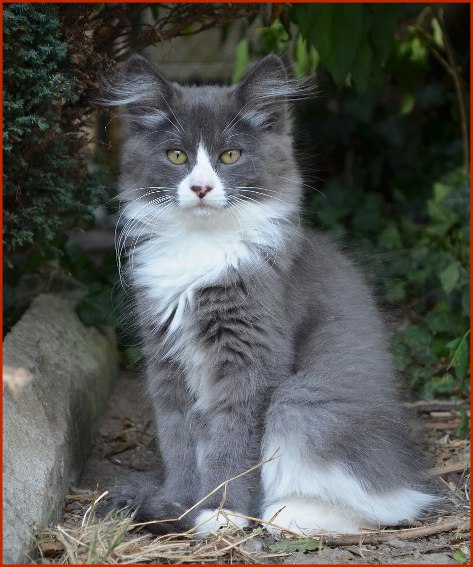 Sibirische Katze Violetta von den Schwarzwaldtigern
