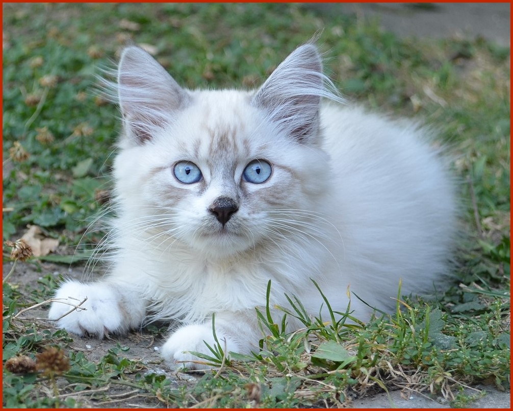 Sibirische Katze Vivica von den Schwarzwaldtigern