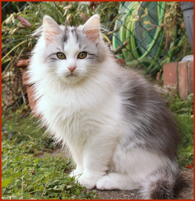 Sibirischer Kater Veliamin von den Schwarzwaldtigern