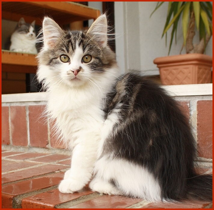 Sibirischer Kater Vespasian von den Schwarzwaldtigern