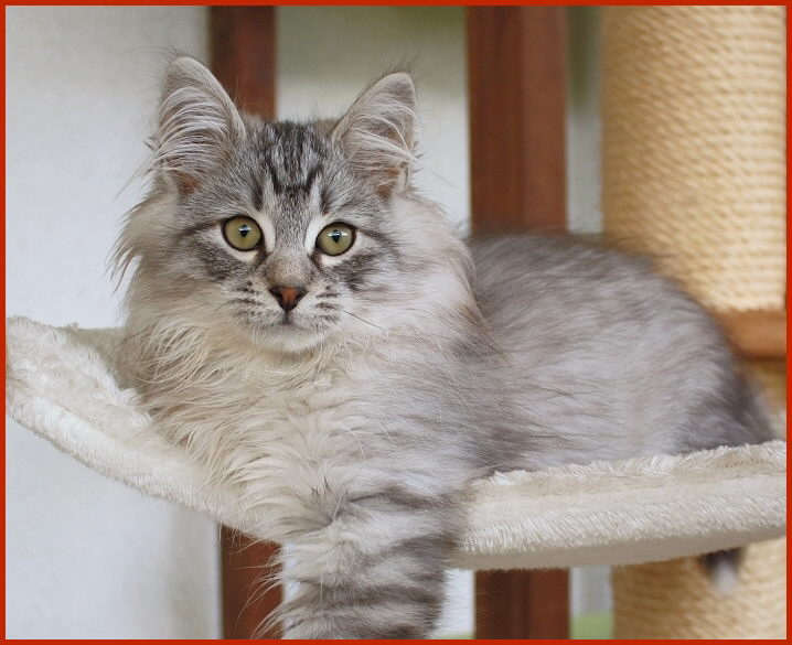 Sibirischer Kater Vianter von den Schwarzwaldtigern