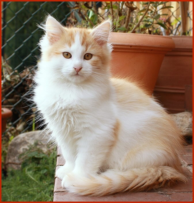 Sibirischer Kater Volkan von den Schwarzwaldtigern