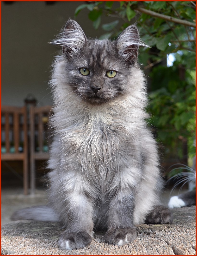 Sibirischer Kater Wadim von den Schwarzwaldtigern