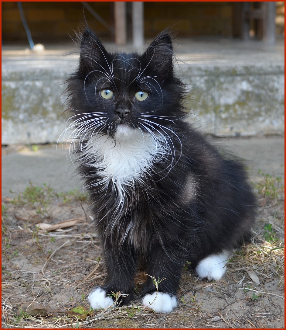 Sibirische Katze Warwara von den Schwarzwaldtigern