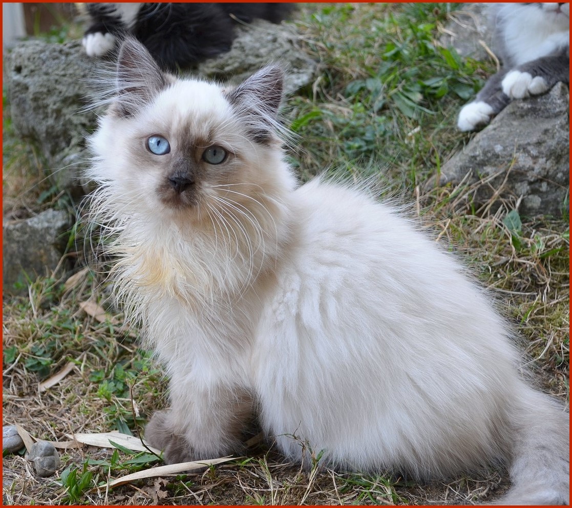 Sibirische Katze Wickie von den Schwarzwaldtigern