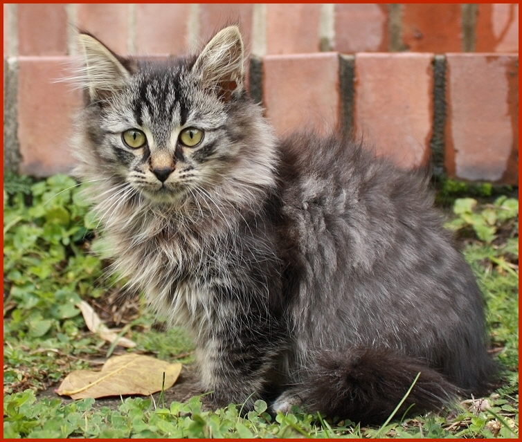 Sibirische Katze Walkuna von den Schwarzwaldtigern