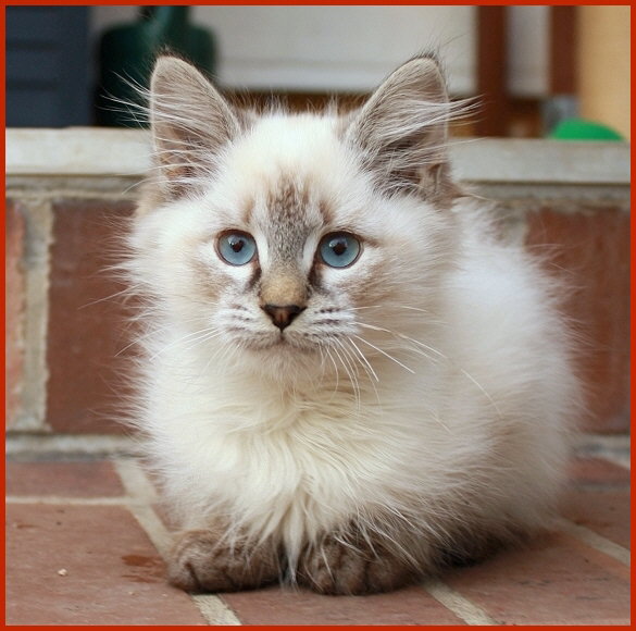Sibirischer Kater Wasil von den Schwarzwaldtigern