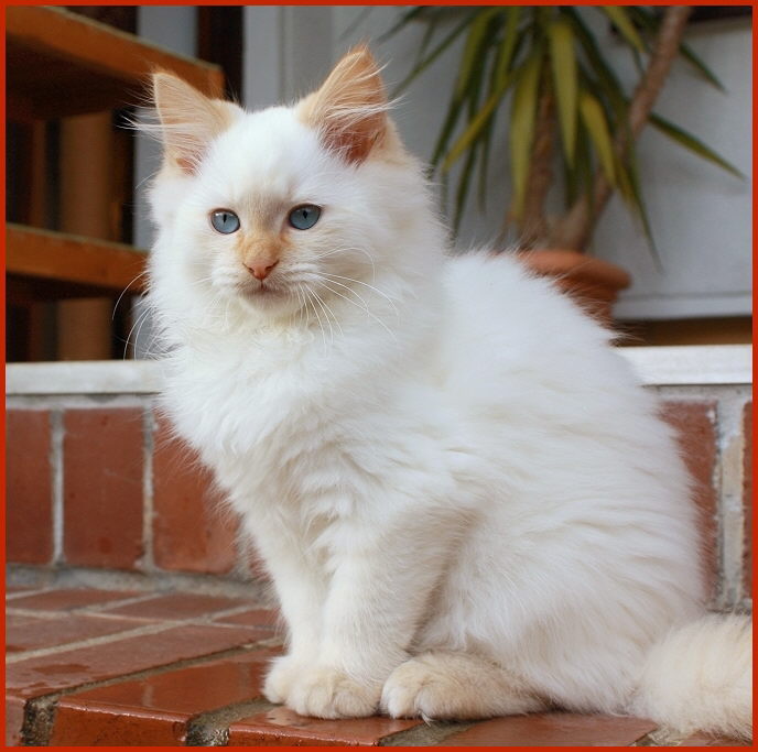 Sibirischer Kater Wilbur von den Schwarzwaldtigern