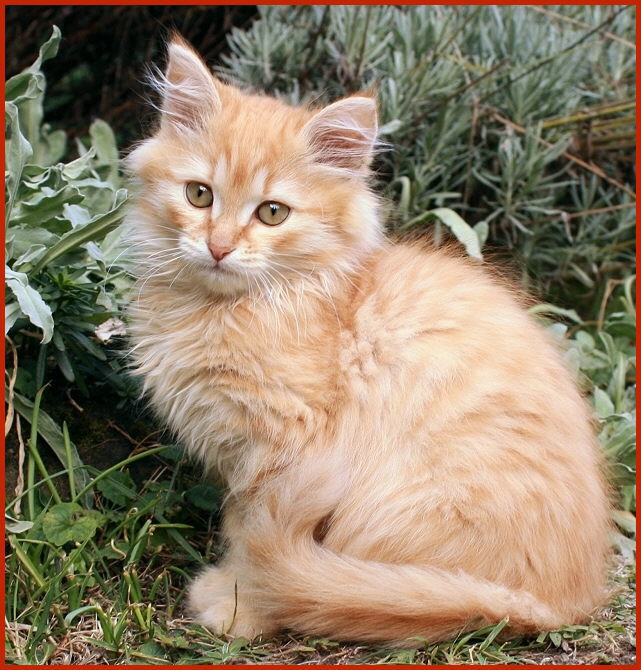 Sibirischer Kater Wolodja von den Schwarzwaldtigern