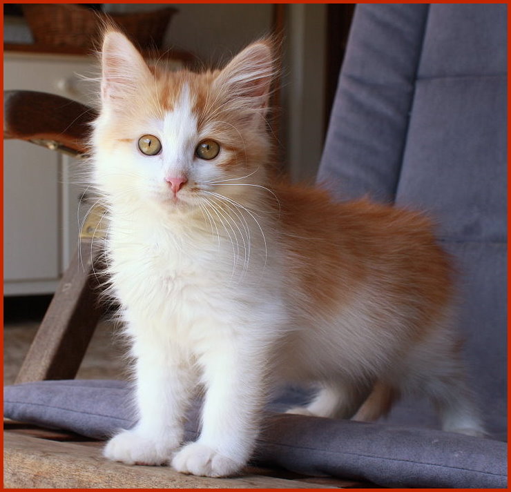 Sibirischer Kater Xanadu von den Schwarzwaldtigern