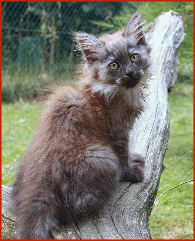 Sibirischer Kater Xander von den Schwarzwaldtigern