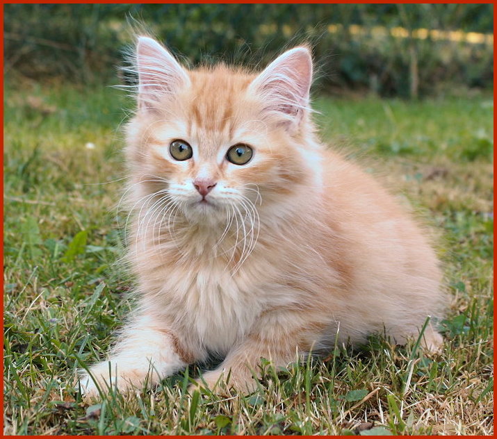 Sibirischer Kater Xardasch von den Schwarzwaldtigern