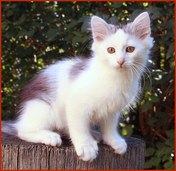 Sibirischer Kater Xenon von den Schwarzwaldtigern