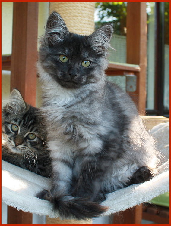 Sibirische Katze Yessanta Sibirische Katze Yessanta von den Schwarzwaldtigern