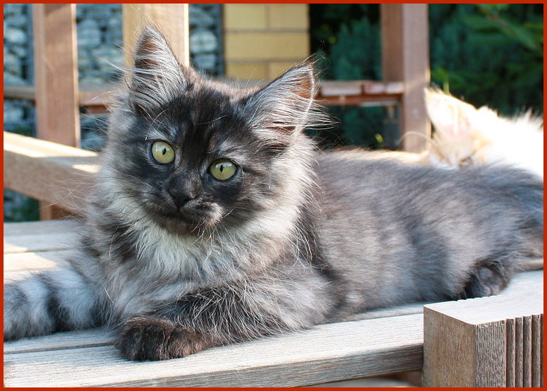 Sibirische Katze Yolanda Sibirische Katze Yolanda von den Schwarzwaldtigern