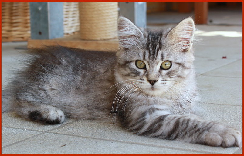 Sibirischer Kater Yonatan Sibirischer Kater Yonatan von den Schwarzwaldtigern