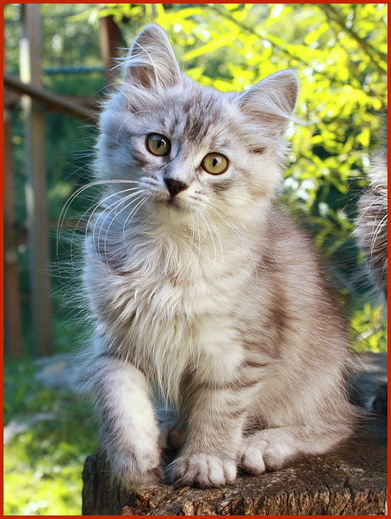 Sibirische Katze Yucihna Sibirische Katze Yucihna von den Schwarzwaldtigern